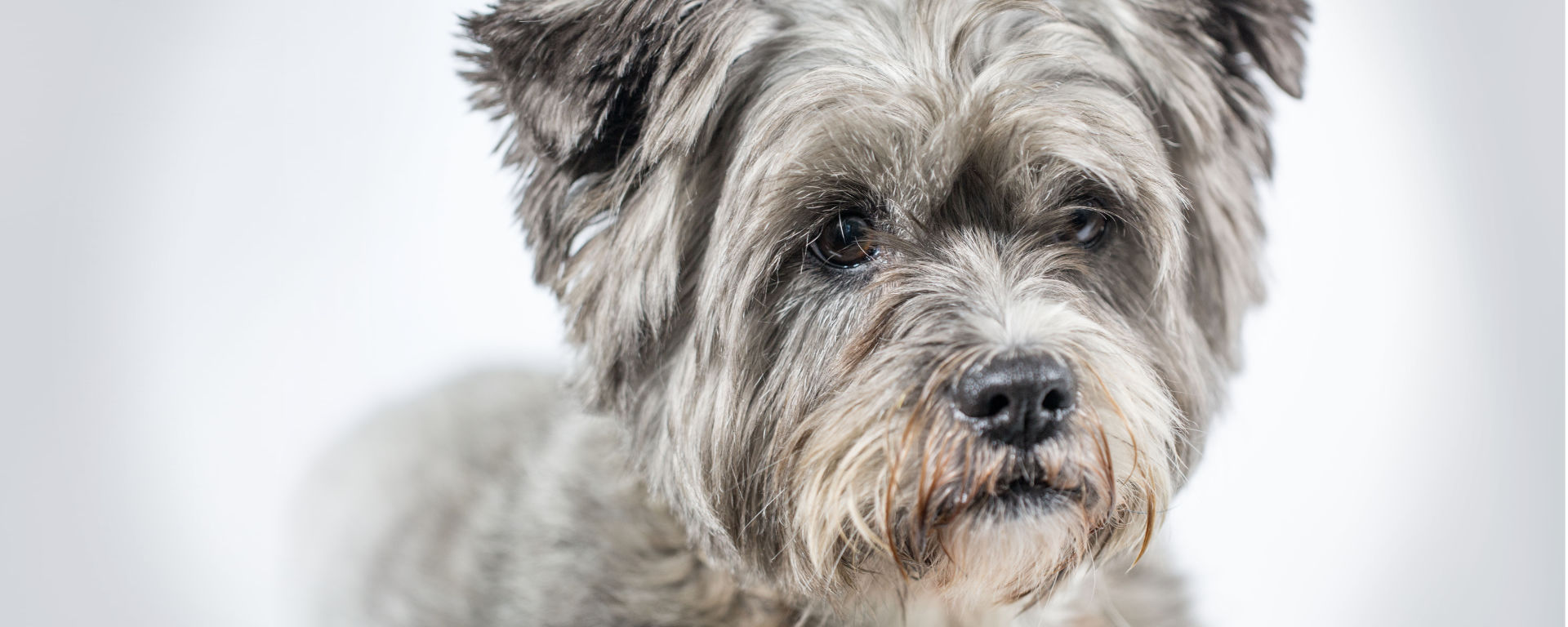 Pet Scentials - animal aromatherapy consultations Glasgow, Edinburgh and across central Scotland