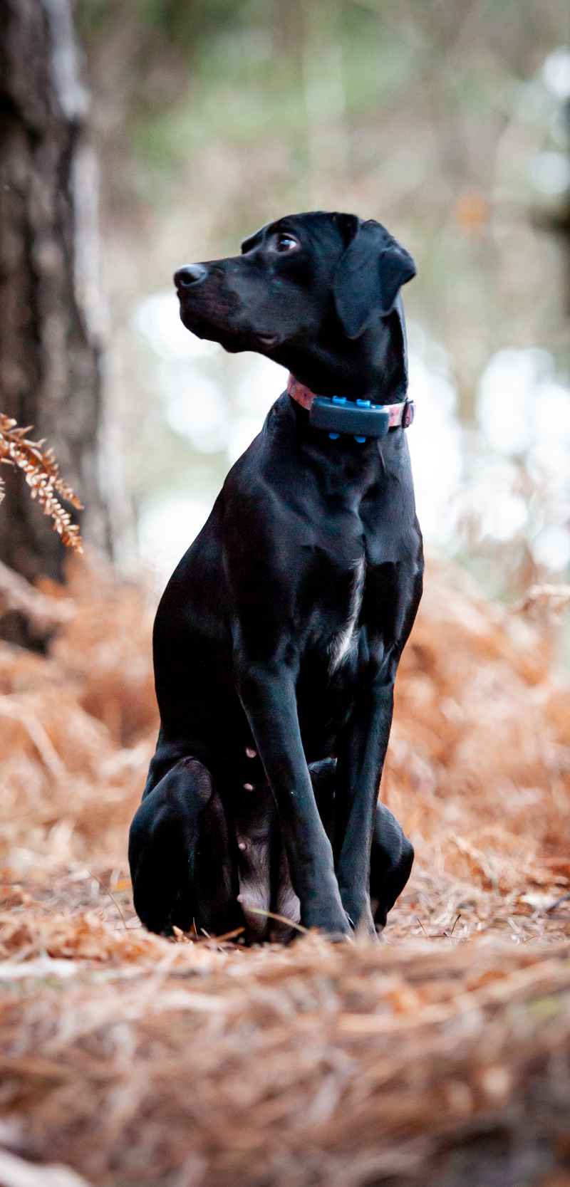 Pet Scentials - animal aromatherapy consultations Glasgow, Edinburgh and across central Scotland