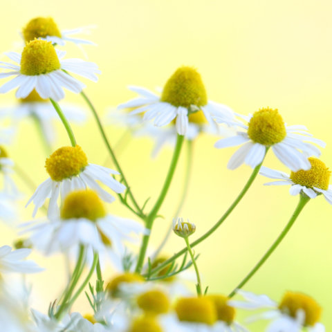 Pet Scentials - animal aromatherapy consultations Glasgow, Edinburgh and across central Scotland