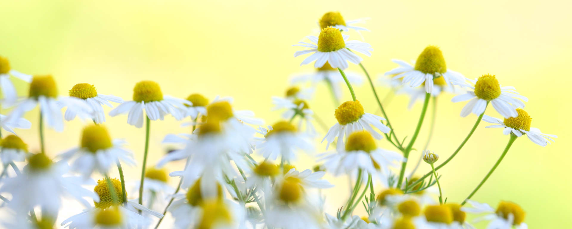 Pet Scentials - animal aromatherapy consultations Glasgow, Edinburgh and across central Scotland