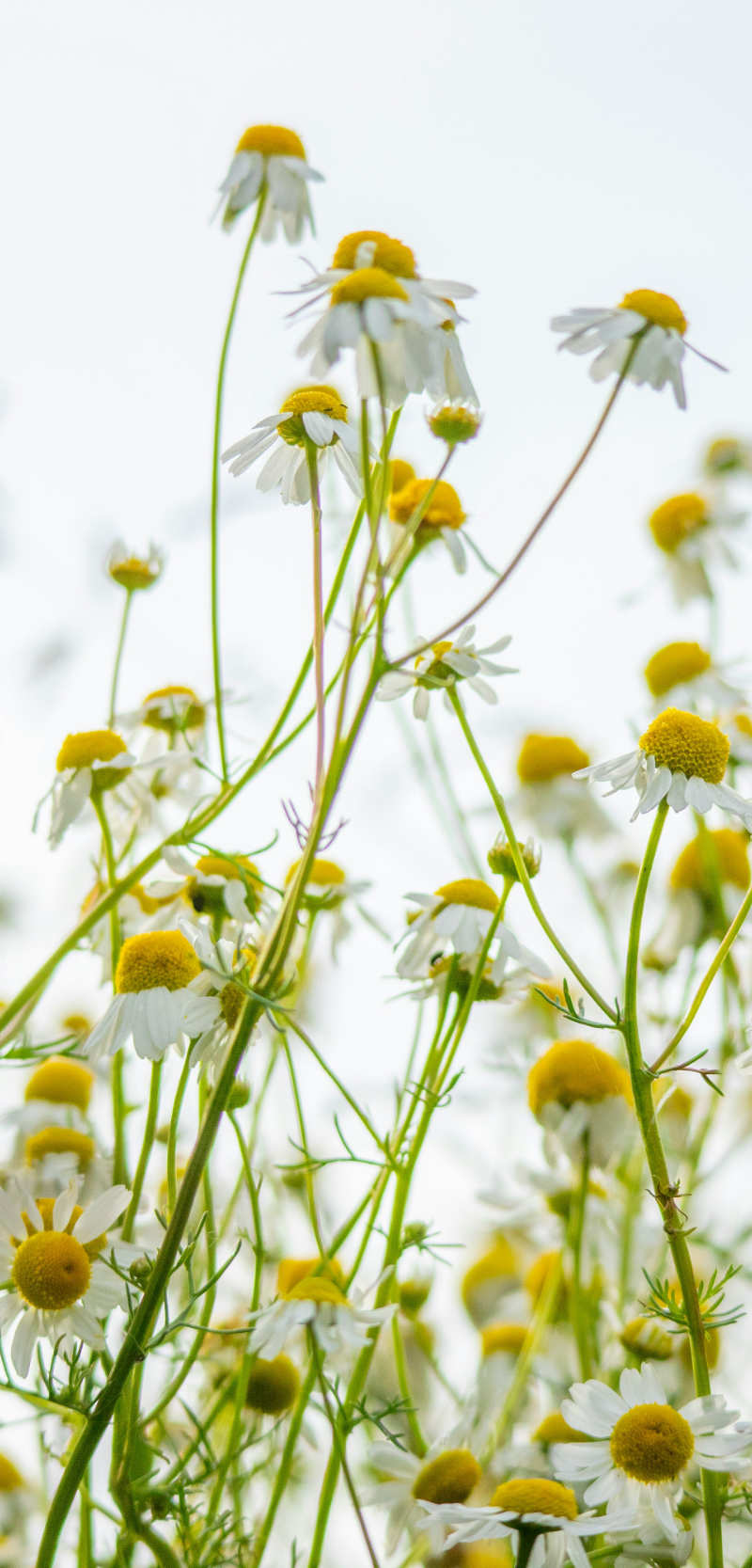 Pet Scentials - animal aromatherapy consultations Glasgow, Edinburgh and across central Scotland