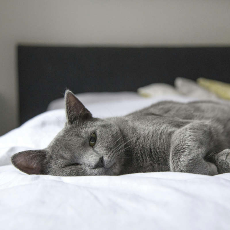 Pet Scentials - animal aromatherapy consultations Glasgow, Edinburgh and across central Scotland