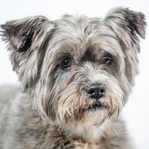 Pet Scentials - animal aromatherapy consultations Glasgow, Edinburgh and across central Scotland