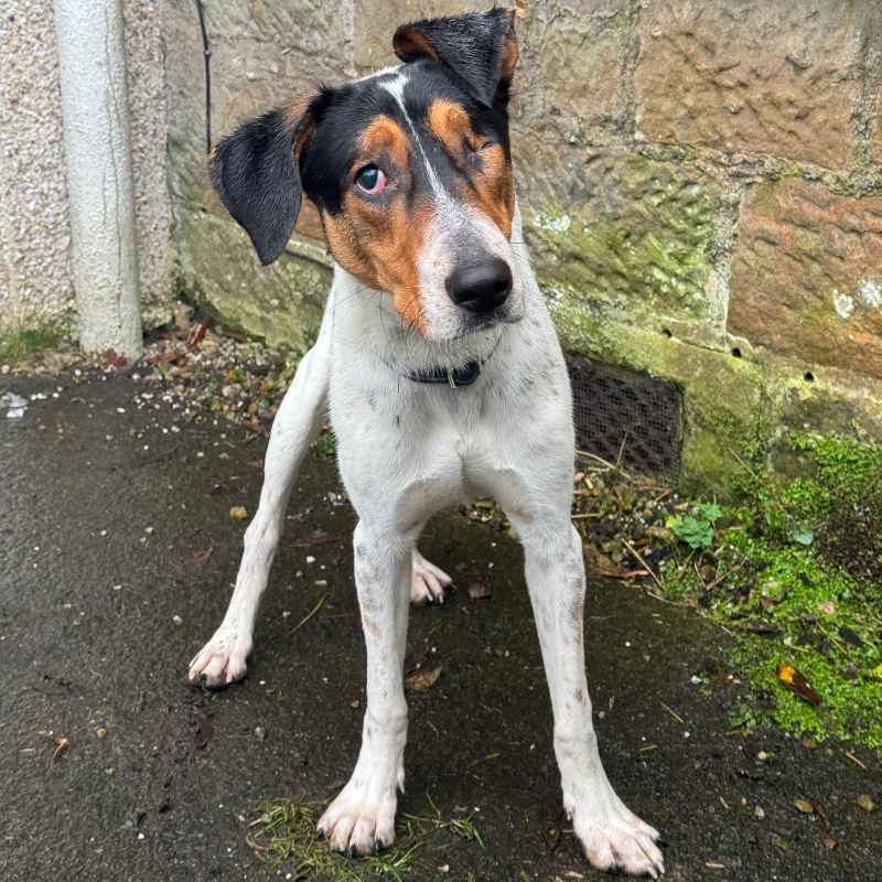 Pet Scentials - animal aromatherapy consultations Glasgow, Edinburgh and across central Scotland