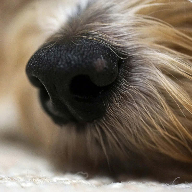 Pet Scentials - animal aromatherapy consultations Glasgow, Edinburgh and across central Scotland