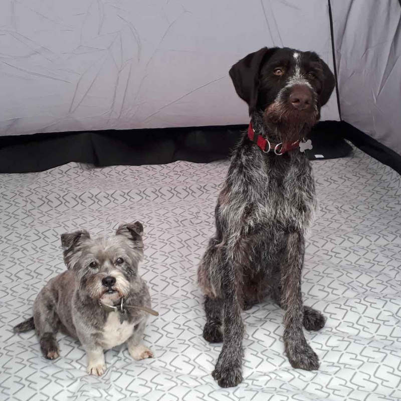 Pet Scentials - animal aromatherapy consultations Glasgow, Edinburgh and across central Scotland