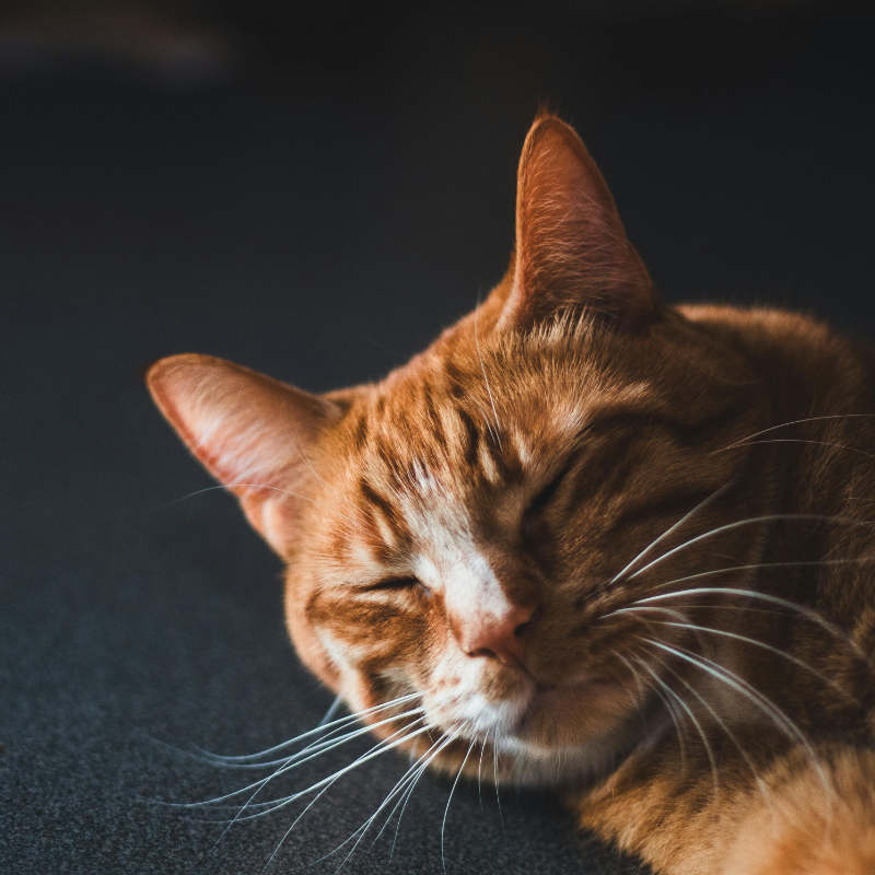 Pet Scentials - animal aromatherapy consultations Glasgow, Edinburgh and across central Scotland