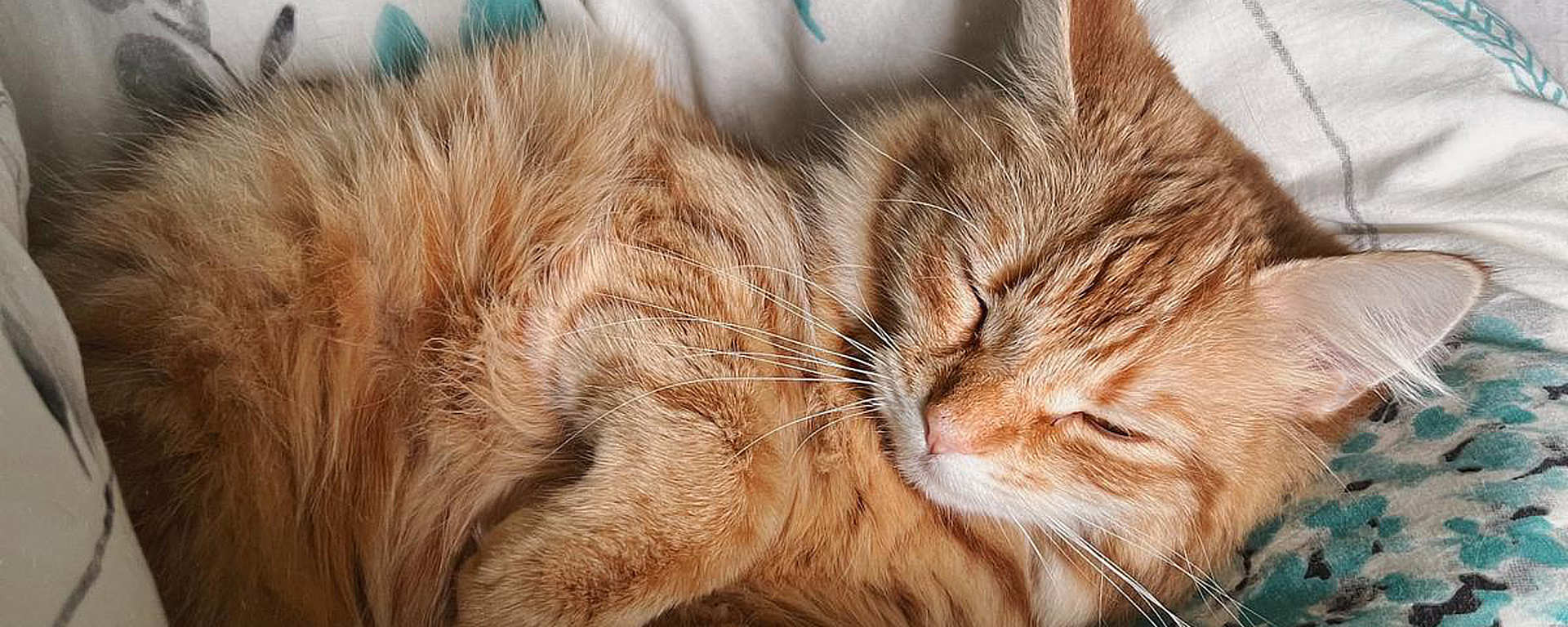 Pet Scentials - animal aromatherapy consultations Glasgow, Edinburgh and across central Scotland