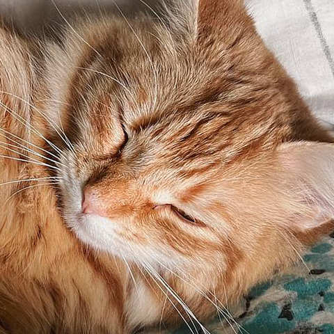 Pet Scentials - animal aromatherapy consultations Glasgow, Edinburgh and across central Scotland