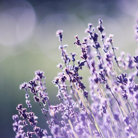 Pet Scentials - animal aromatherapy consultations Glasgow, Edinburgh and across central Scotland