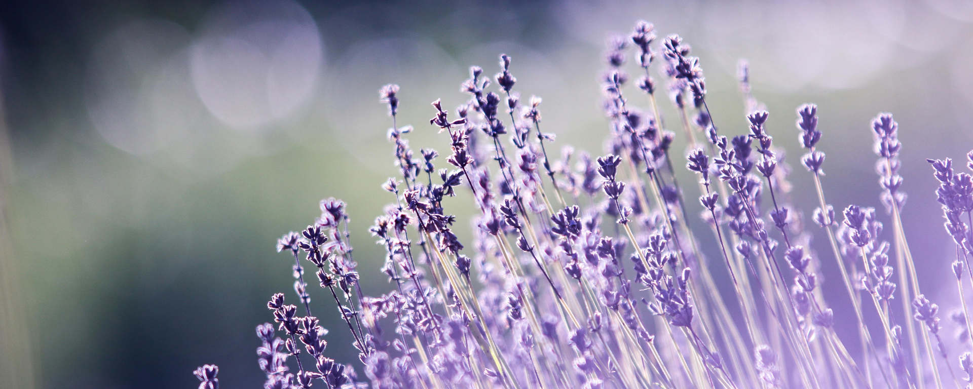 Pet Scentials - animal aromatherapy consultations Glasgow, Edinburgh and across central Scotland