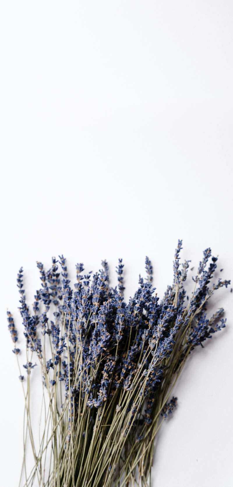 Pet Scentials - animal aromatherapy consultations Glasgow, Edinburgh and across central Scotland